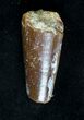 Partial Spinosaurus Tooth #19249-1